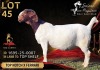 1 X BOER GOAT STUD 52-22 DOE Salmon van Huyssteen Boer Goat Stud