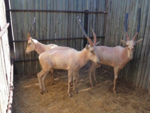 3x Wit Blesbok/White Blesbuck M:3 (Per Stuk om lot te neem/Per piece to buy lot)