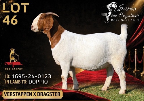1 X BOER GOAT STUD 52-20 PREGNANT DOE Salmon van Huyssteen Boer Goat Stud
