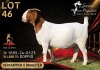 1 X BOER GOAT STUD 52-20 PREGNANT DOE Salmon van Huyssteen Boer Goat Stud