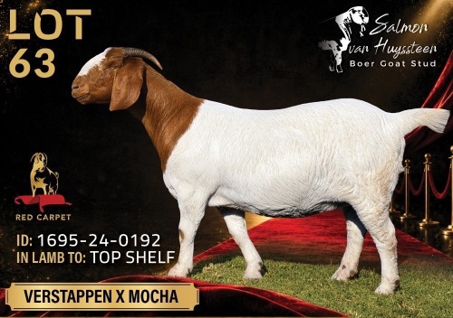 1 X BOER GOAT STUD 52-19 DOE Salmon van Huyssteen Boer Goat Stud