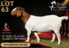 1 X BOER GOAT STUD 52-19 DOE Salmon van Huyssteen Boer Goat Stud