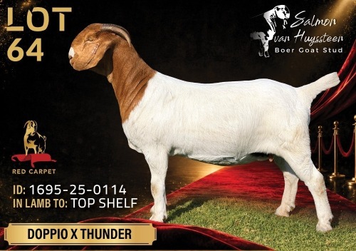 1 X BOER GOAT FLOCK ON COLOUR 52-74 DOE Salmon van Huyssteen Boer Goat Stud