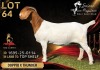 1 X BOER GOAT FLOCK ON COLOUR 52-74 DOE Salmon van Huyssteen Boer Goat Stud