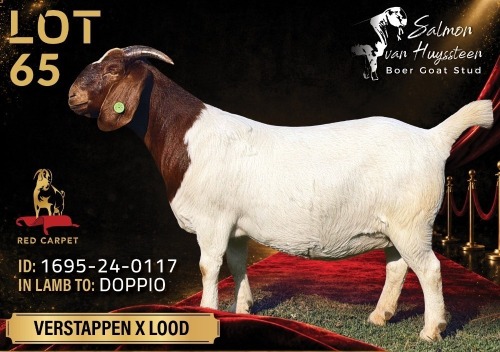 1 X BOER GOAT FLOCK 48-2321 PREGNANT DOE Salmon van Huyssteen Boer Goat Stud