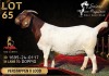 1 X BOER GOAT FLOCK 48-2321 PREGNANT DOE Salmon van Huyssteen Boer Goat Stud