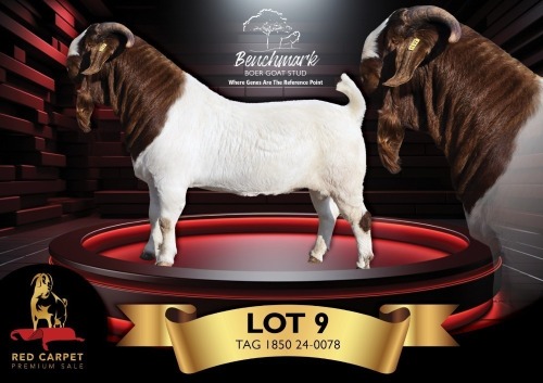 1 X BOER GOAT FLOCK ON COLOUR 48-145. BUCK Benchmark Boerbokstoet