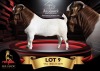 1 X BOER GOAT FLOCK ON COLOUR 48-145. BUCK Benchmark Boerbokstoet