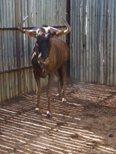 1x Blouwildebees/Blue Wildebeest 28*" M:1