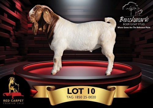 1 X BOER GOAT FLOCK ON COLOUR 10-574 BUCK Benchmark Boerbokstoet