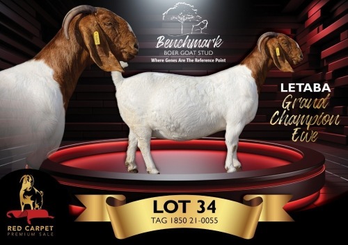 1 X BOER GOAT FLOCK ON COLOUR 48-191 PREGNANT DOE Benchmark Boerbokstoet