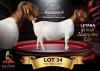 1 X BOER GOAT FLOCK ON COLOUR 48-191 PREGNANT DOE Benchmark Boerbokstoet