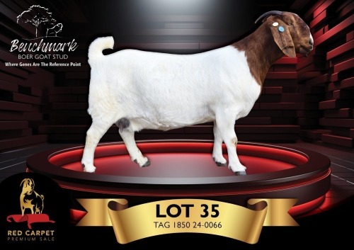 1 X BOER GOAT STUD 17-691 PREGNANT DOE Benchmark Boerbokstoet