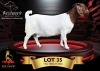 1 X BOER GOAT STUD 17-691 PREGNANT DOE Benchmark Boerbokstoet