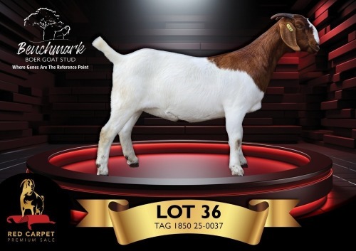 1 X BOER GOAT FLOCK ON COLOUR 10-558 PREGNANT DOE Benchmark Boerbokstoet
