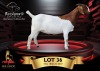 1 X BOER GOAT FLOCK ON COLOUR 10-558 PREGNANT DOE Benchmark Boerbokstoet
