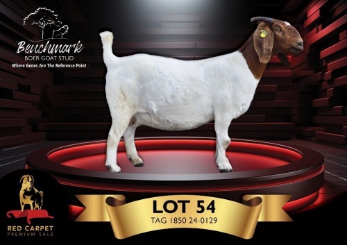 1+1 X BOER GOAT STUD 10-542 DOE Benchmark Boerbokstoet