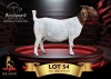 1+1 X BOER GOAT STUD 10-542 DOE Benchmark Boerbokstoet
