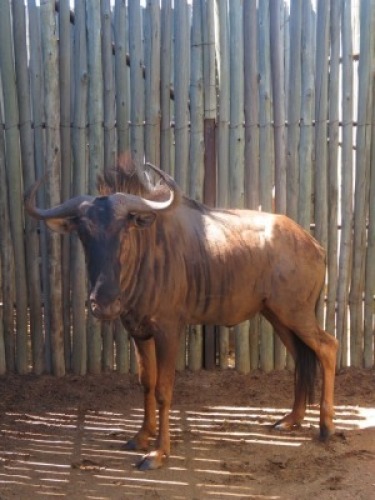 1x Blouwildebees/Blue Wildebees 29" M:1