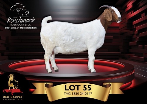 1+2 X BOER GOAT STUD 10-541 DOE Benchmark Boerbokstoet