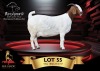 1+2 X BOER GOAT STUD 10-541 DOE Benchmark Boerbokstoet