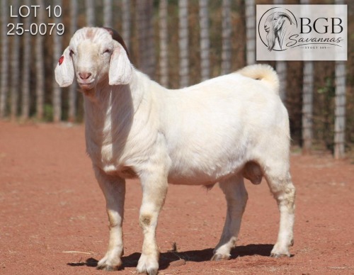 1 X SAVANNA FLOCK BUCK BGB SAVANNAS