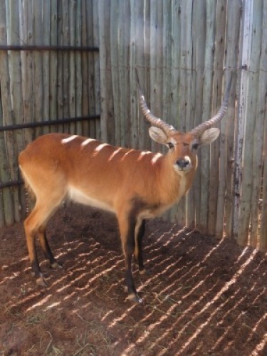1x Lechwe M:1 24"