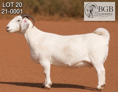 1 X SAVANNA STUD PREGNANT DOE BGB SAVANNAS