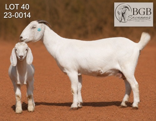 1+1 X SAVANNA STUD DOE BGB SAVANNAS