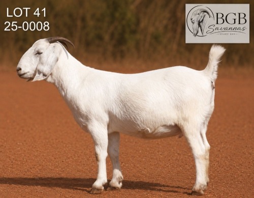 1 X SAVANNA STUD PREGNANT DOE BGB SAVANNAS