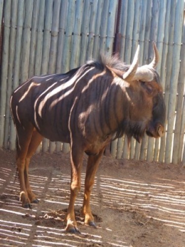 1x Blouwildebees/Blue Wildebees 29" M:1