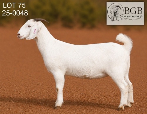 1 X SAVANNA STUD PREGNANT DOE BGB SAVANNAS