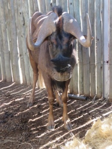 1x Swartwildebeeste/Black Wildebeast M:1