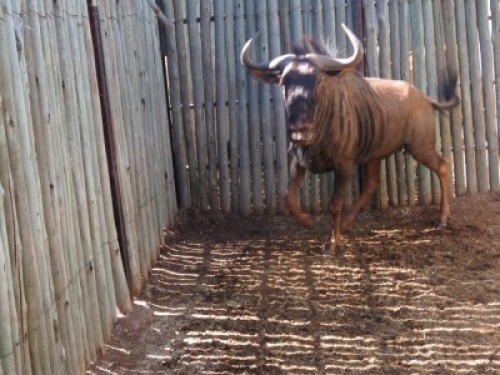 1x Blouwildebees/Blue Wildebees 27" M:1