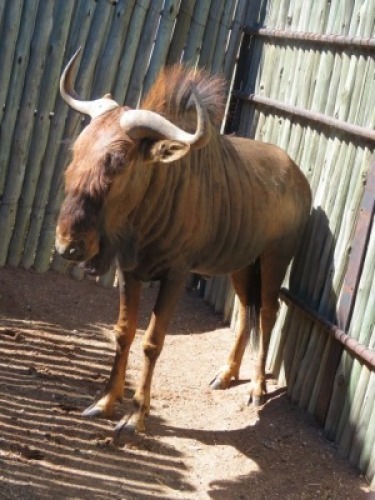 1x Blouwildebees/Blue Wildebees 27" M:1