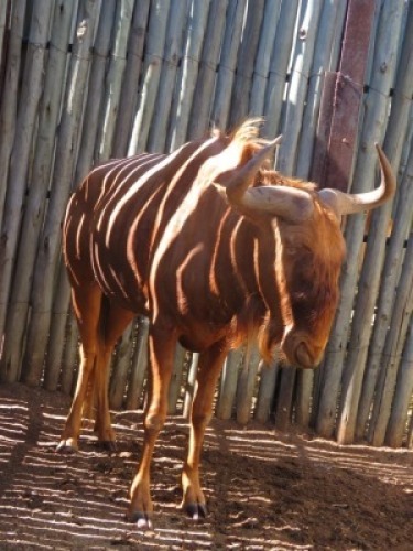 1x Goue Blouwildebees/Golden Wildebeest 27" M:1