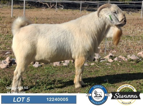 1 X SAVANNA STUD BUCK GHAAP SAVANNAS & VAN ROOYS