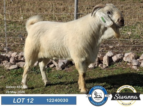 1 X SAVANNA STUD BUCK GHAAP SAVANNAS & VAN ROOYS