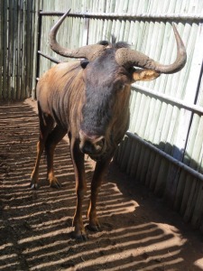 1x Blouwildebees/Blue Wildebeest 28 " M:1