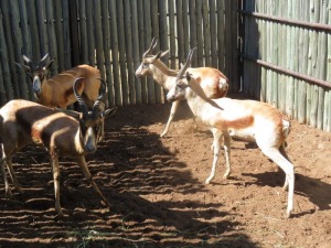 4x Koper Springbok/Copper Springbuck M:4 (Per Stuk om lot te neem/Per piece to buy lot)