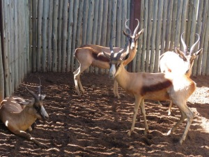 4x Koper Springbok/Copper Springbuck M:4 (Per Stuk om lot te neem/Per piece to buy lot)