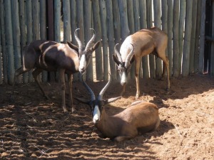 3x Swart Springbok/Black Springbuck M:3 (Per Stuk om lot te neem/Per piece to buy lot)