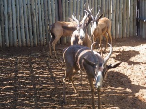 4x Swart Springbok/Black Springbuck M:4 (Per Stuk om lot te neem/Per piece to buy lot)