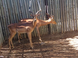 2x Rooibok/Impala/Impala M:2 22 & 24" (Per Stuk om lot te neem/Per piece to buy lot)