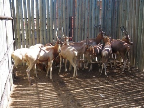 12x Split Geel Blesbokke/Split Yellow Blesbuck M:4 V/F:8 (Per Stuk om lot te neem/Per piece to buy lot)