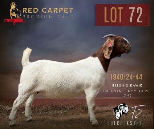 1 X BOER GOAT STUD 52-14 PREGNANT DOE F2 Boerbokstoet