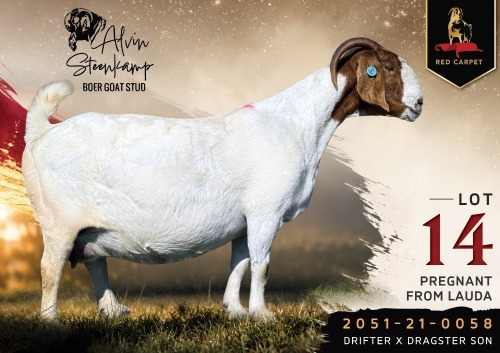 1 X BOER GOAT STUD 48-241 PREGNANT DOE Alvin Steenkamp Boer Goat Stud