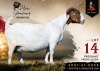 1 X BOER GOAT STUD 48-241 PREGNANT DOE Alvin Steenkamp Boer Goat Stud