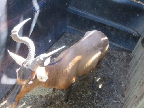 1x Rooihartebees/Red Heartbeest M:1 