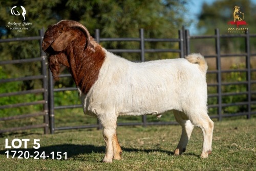 1 X BOER GOAT FLOCK ON TEAT 42-1335 BUCK Joubert Horn Boergoat Stud